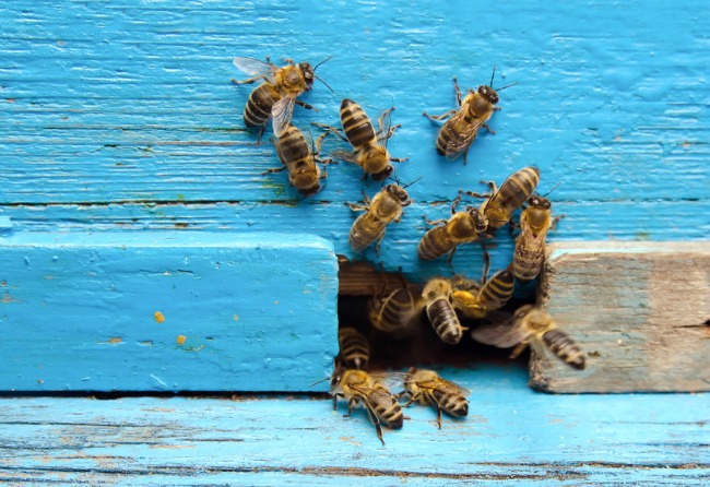 Bee Removal