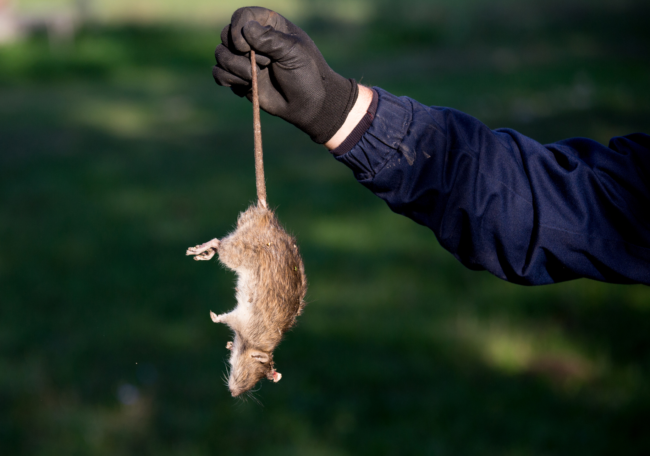 rodent removal tips