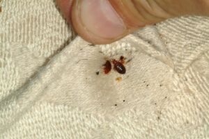 Bed Bugs get rid