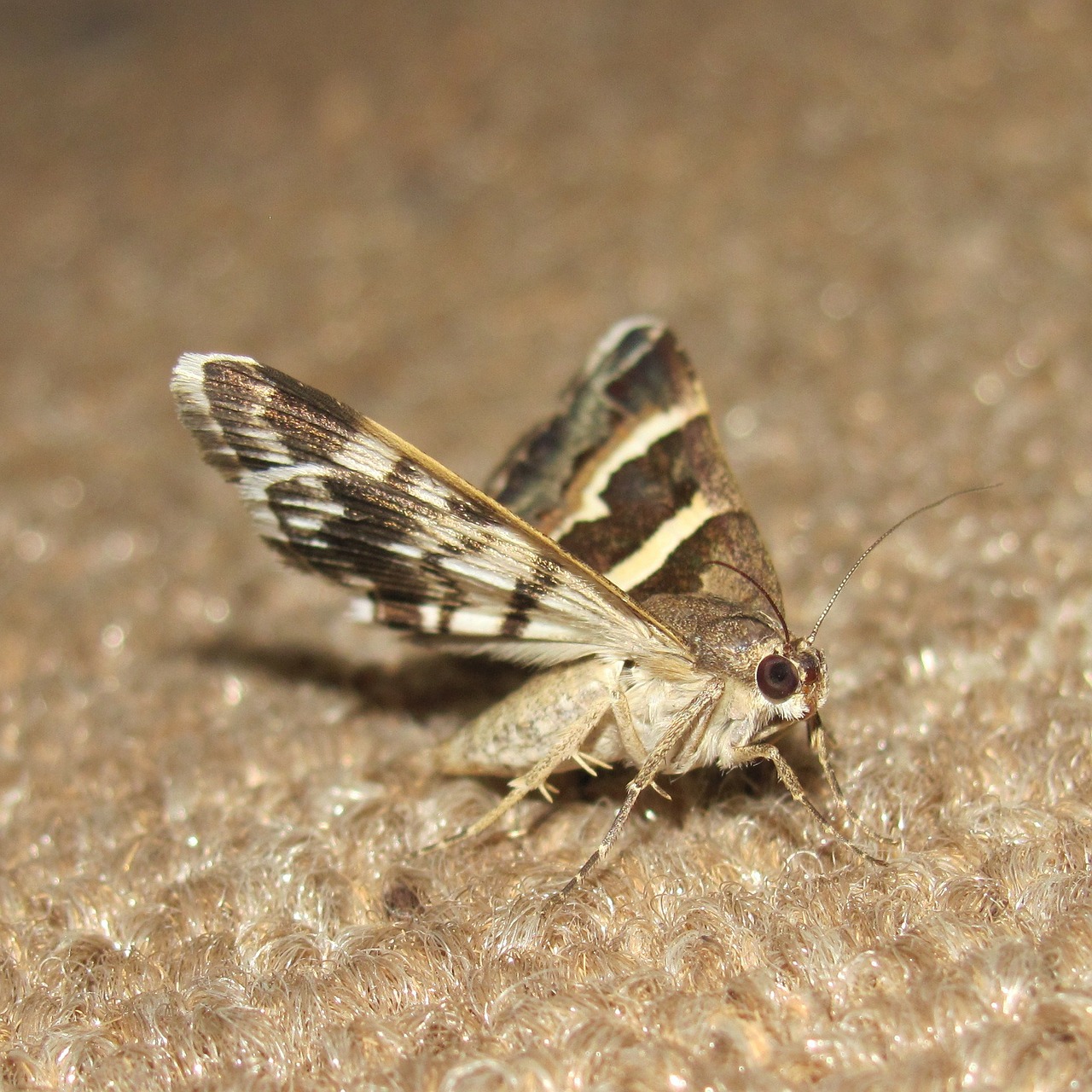 cloth moth