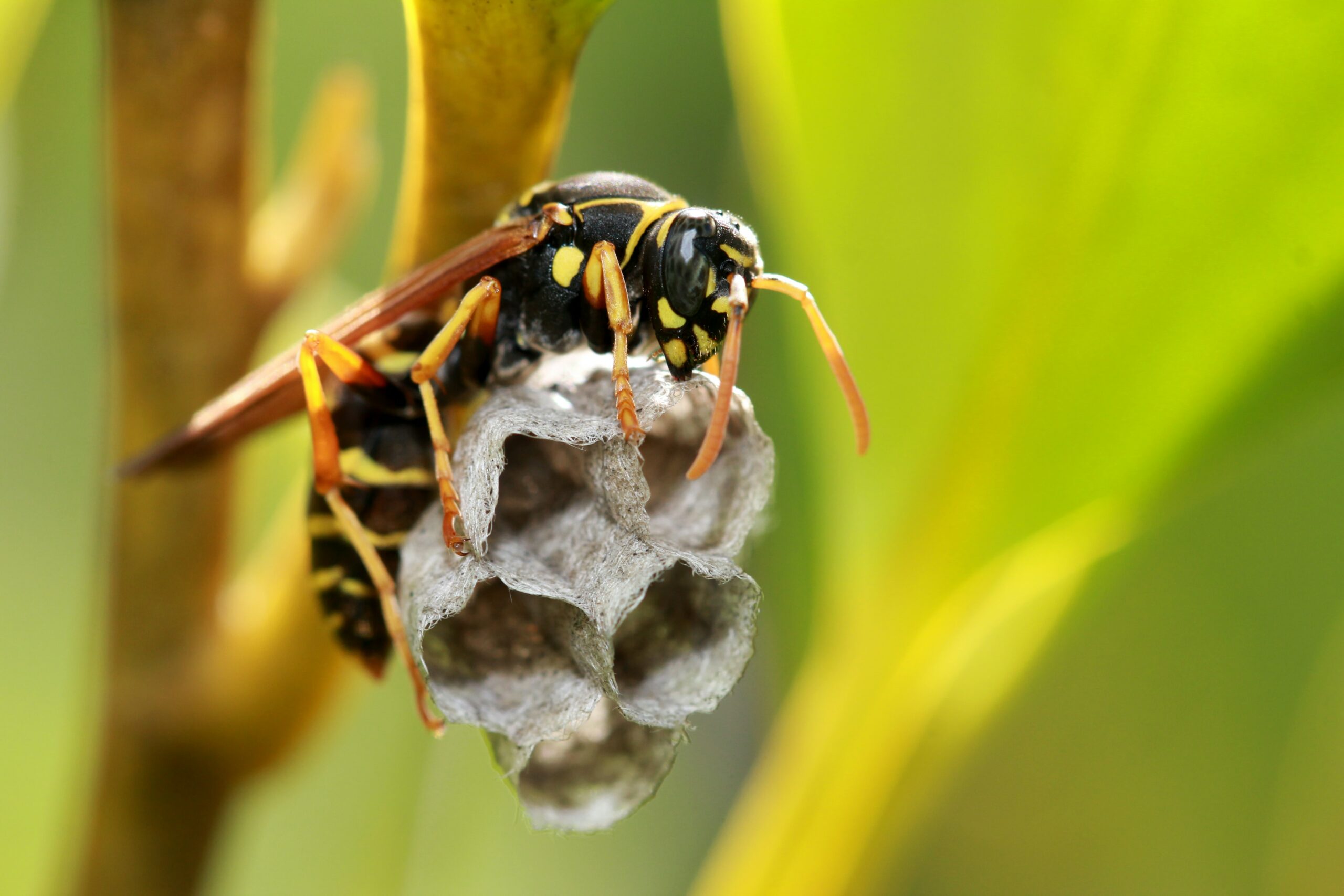 Integrated Pest Control