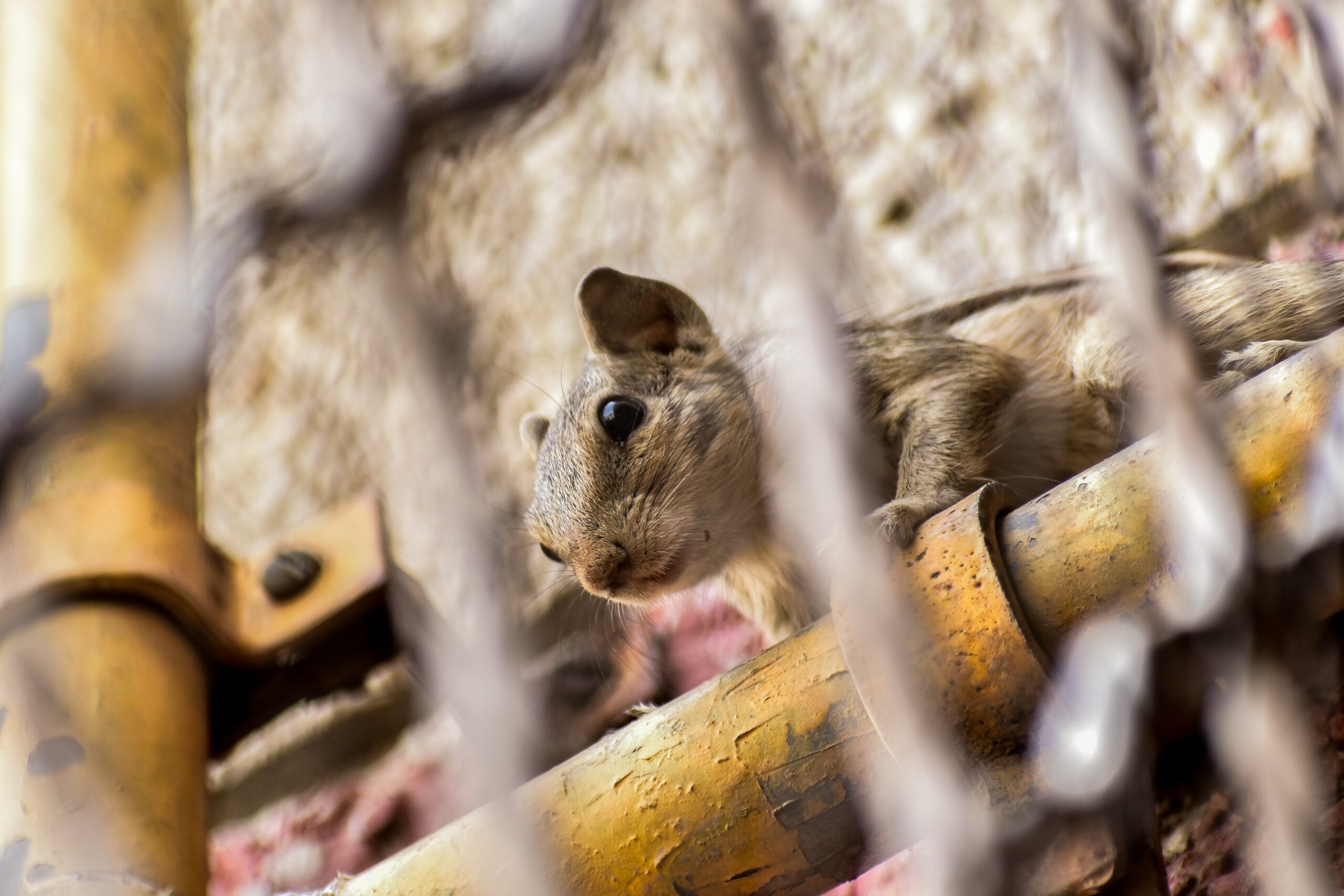 rid of rodents