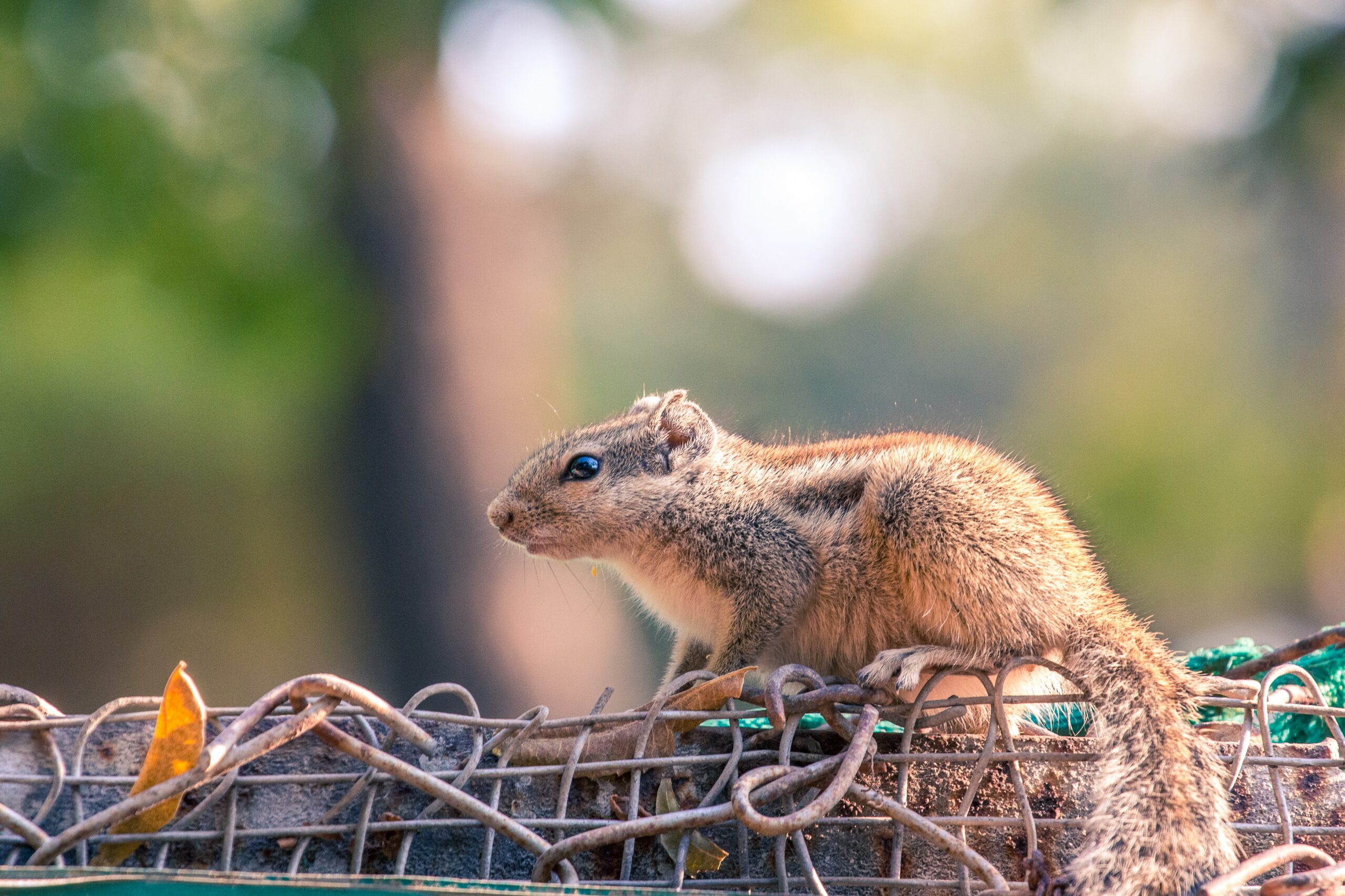 rodents