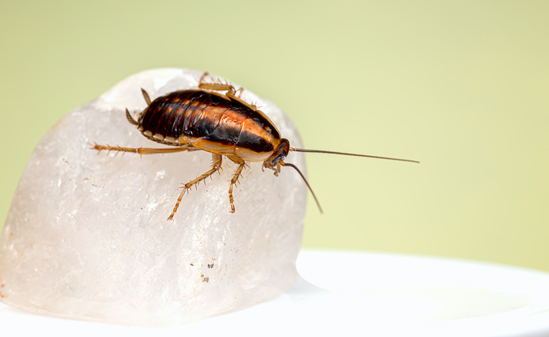 Cockroach Infestation
