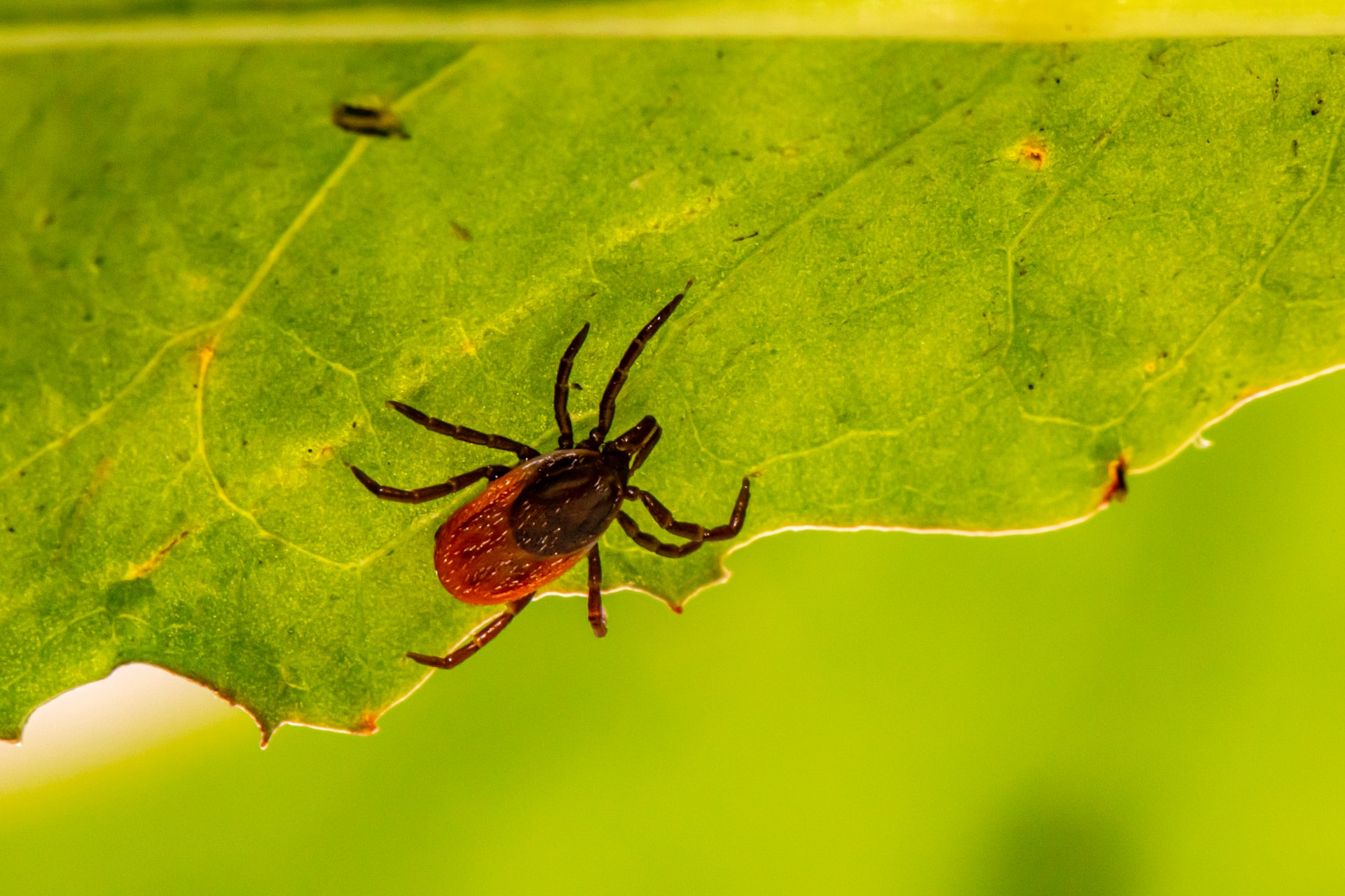 ticks and fleas