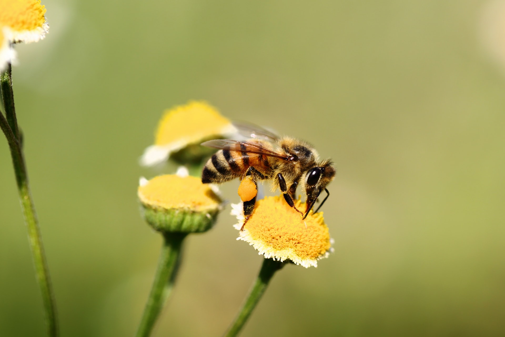 Facts About Bees