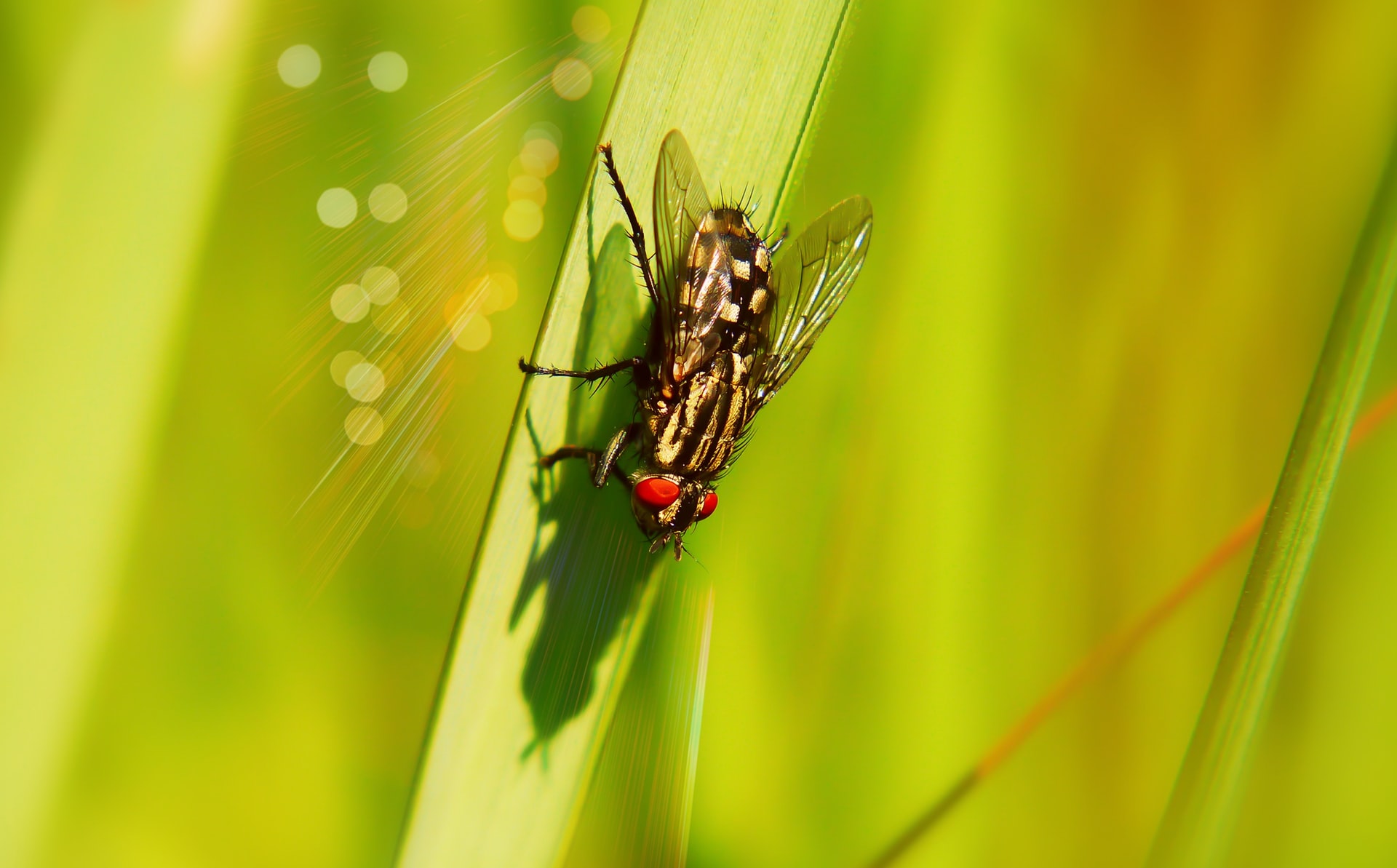 Controlling Mosquitoes