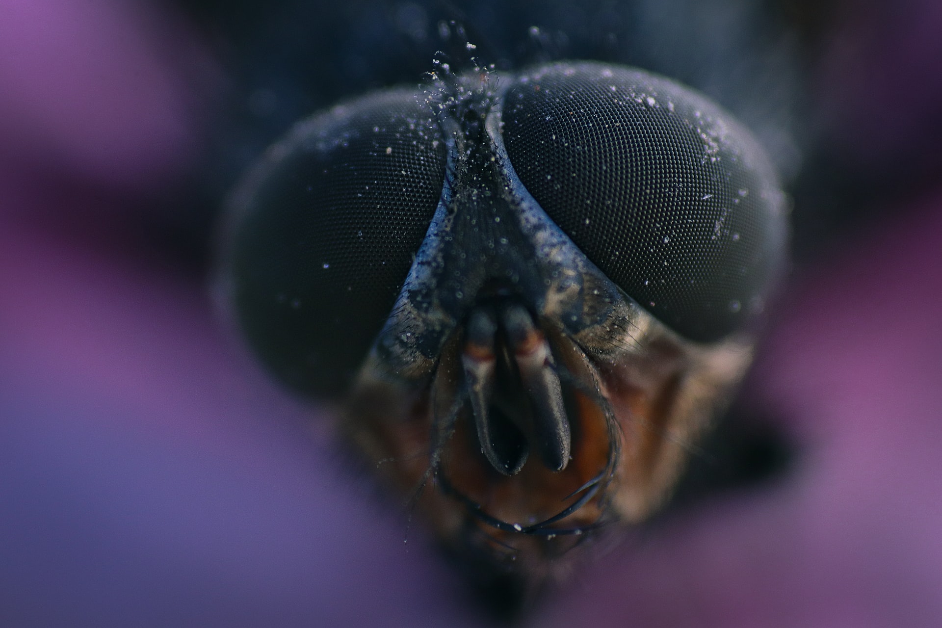 Controlling Mosquitoes