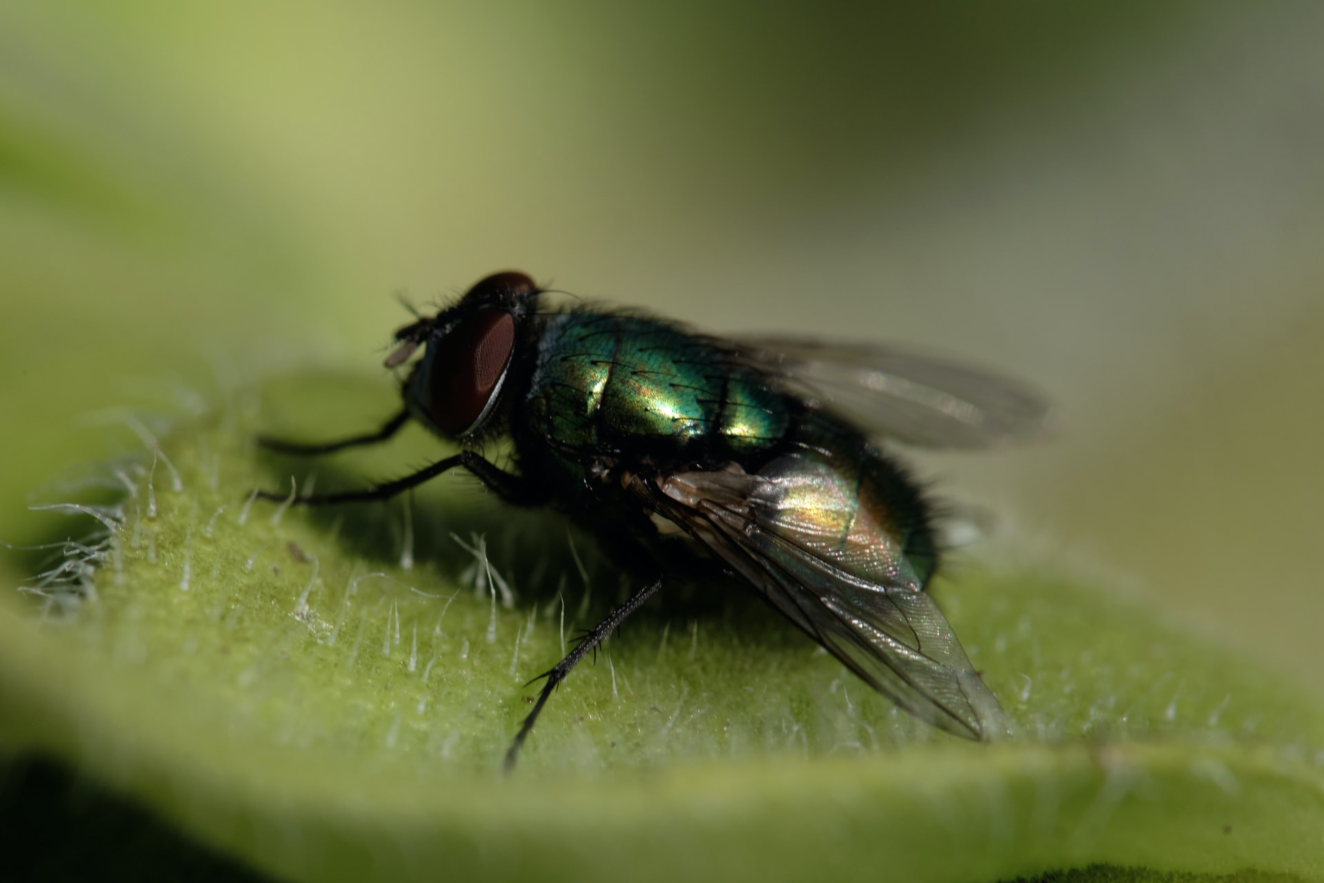 Controlling Mosquitoes