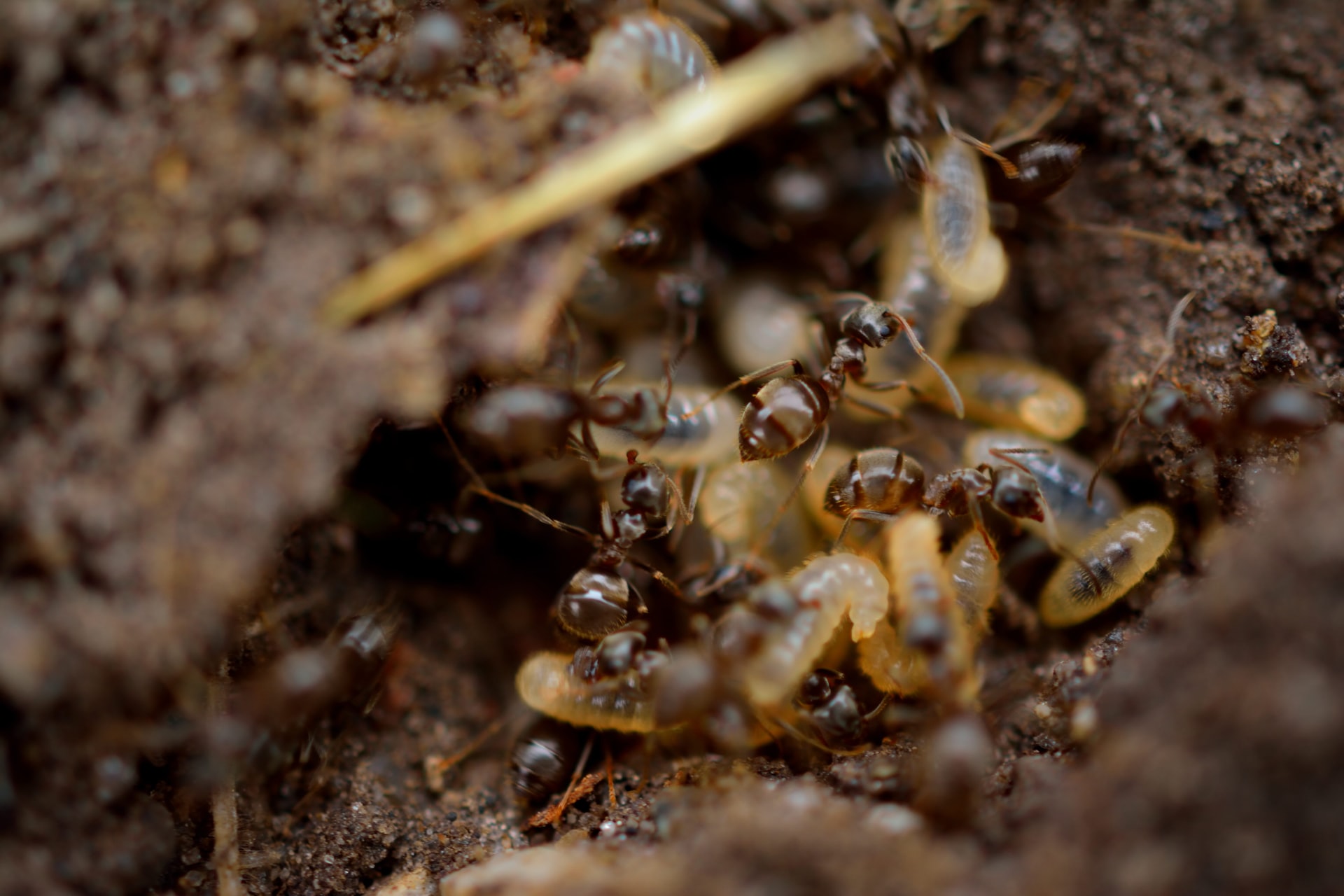  Termite Spread