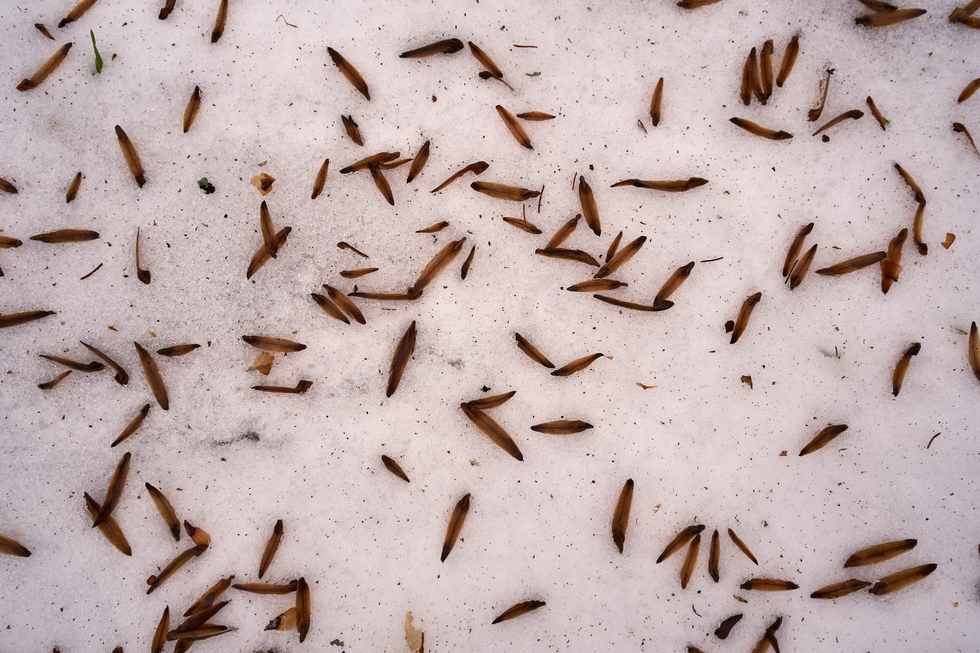 Termite Spread
