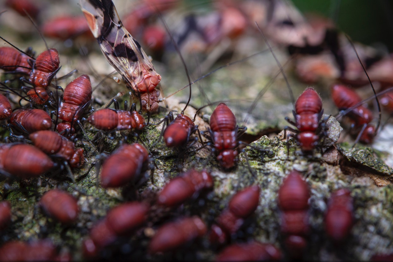 Prevent Termites