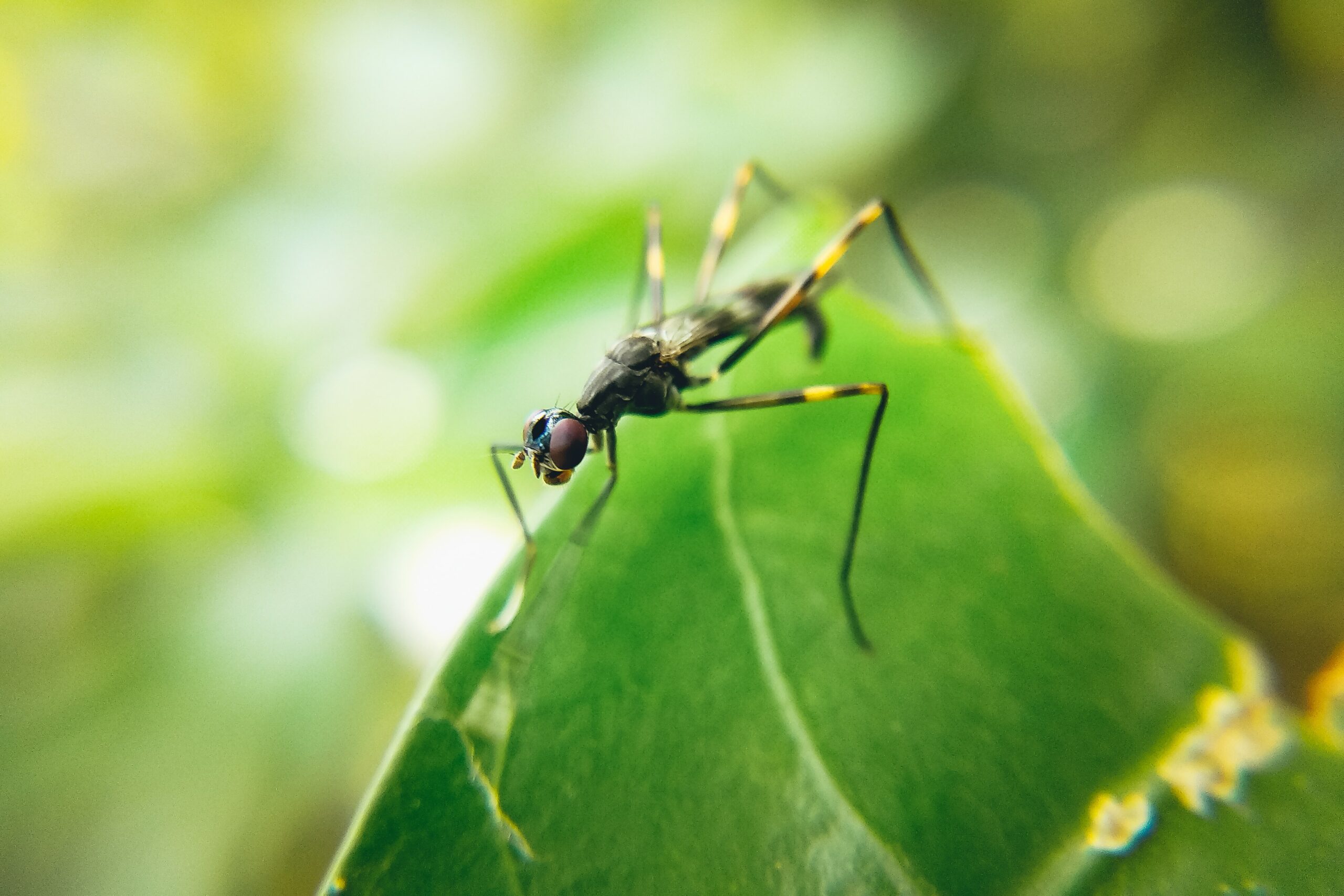 Prevent Termites