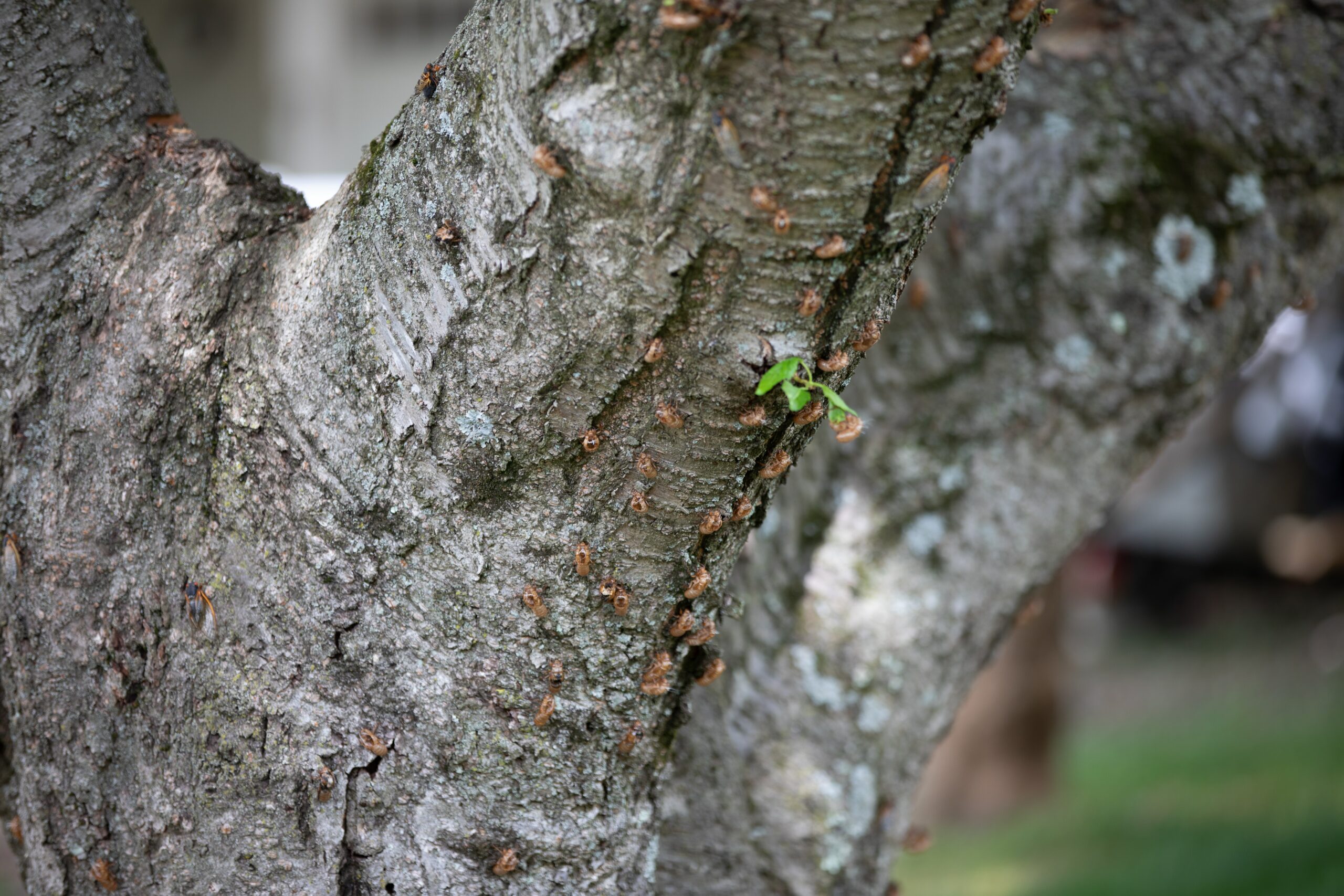 Brood Nests