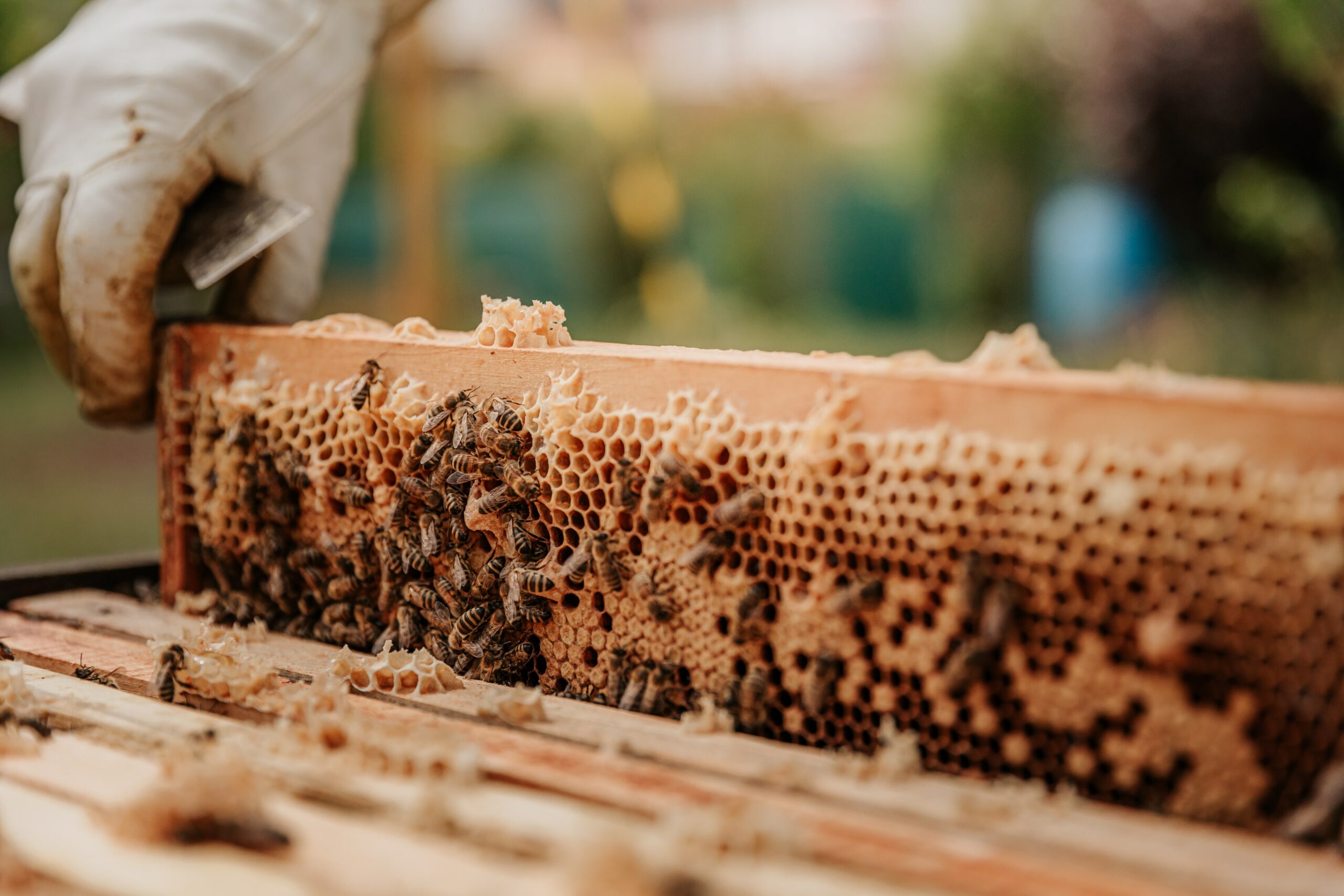 Brood Combs