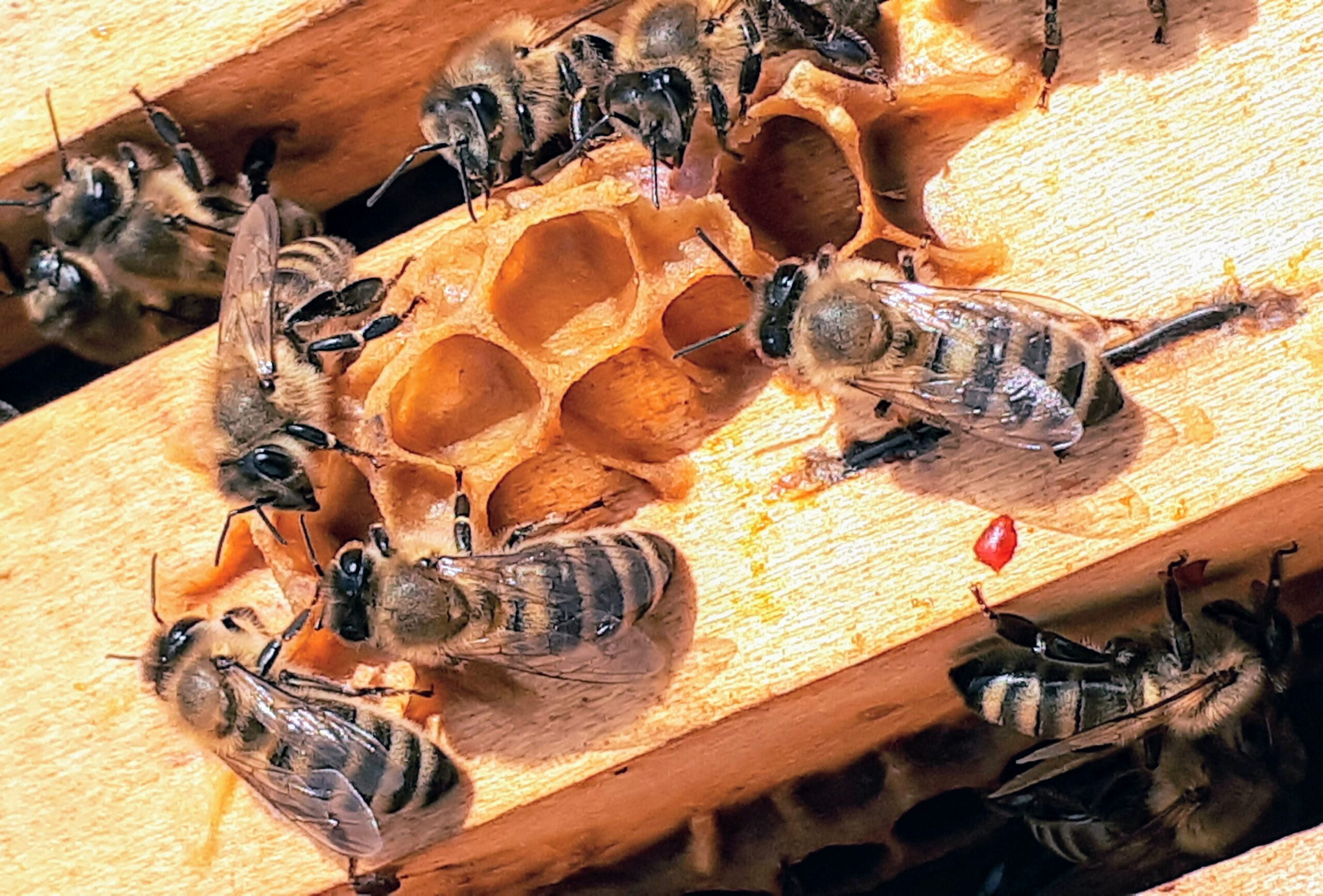 Honey Bees' Health