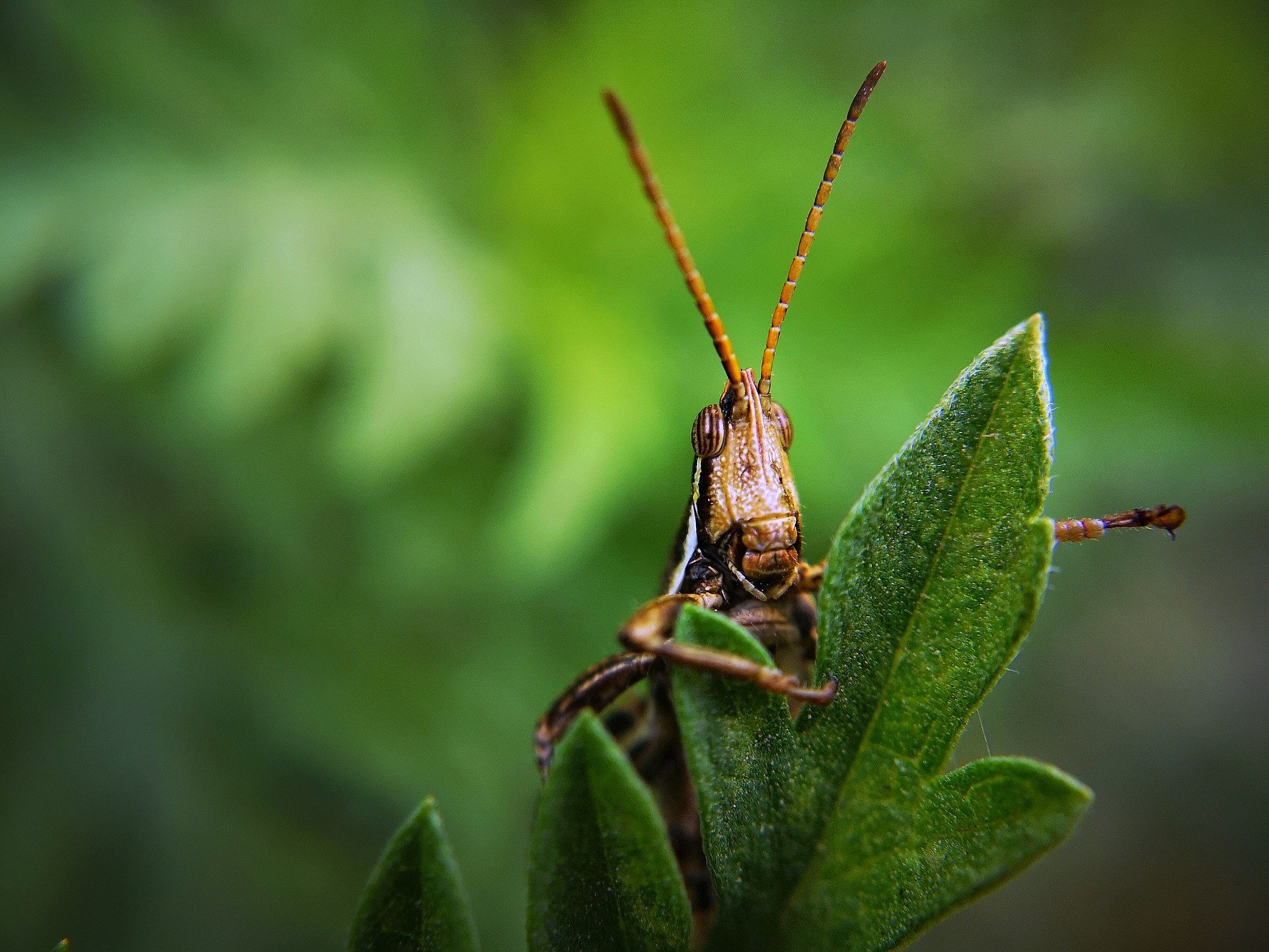 Garden Pest