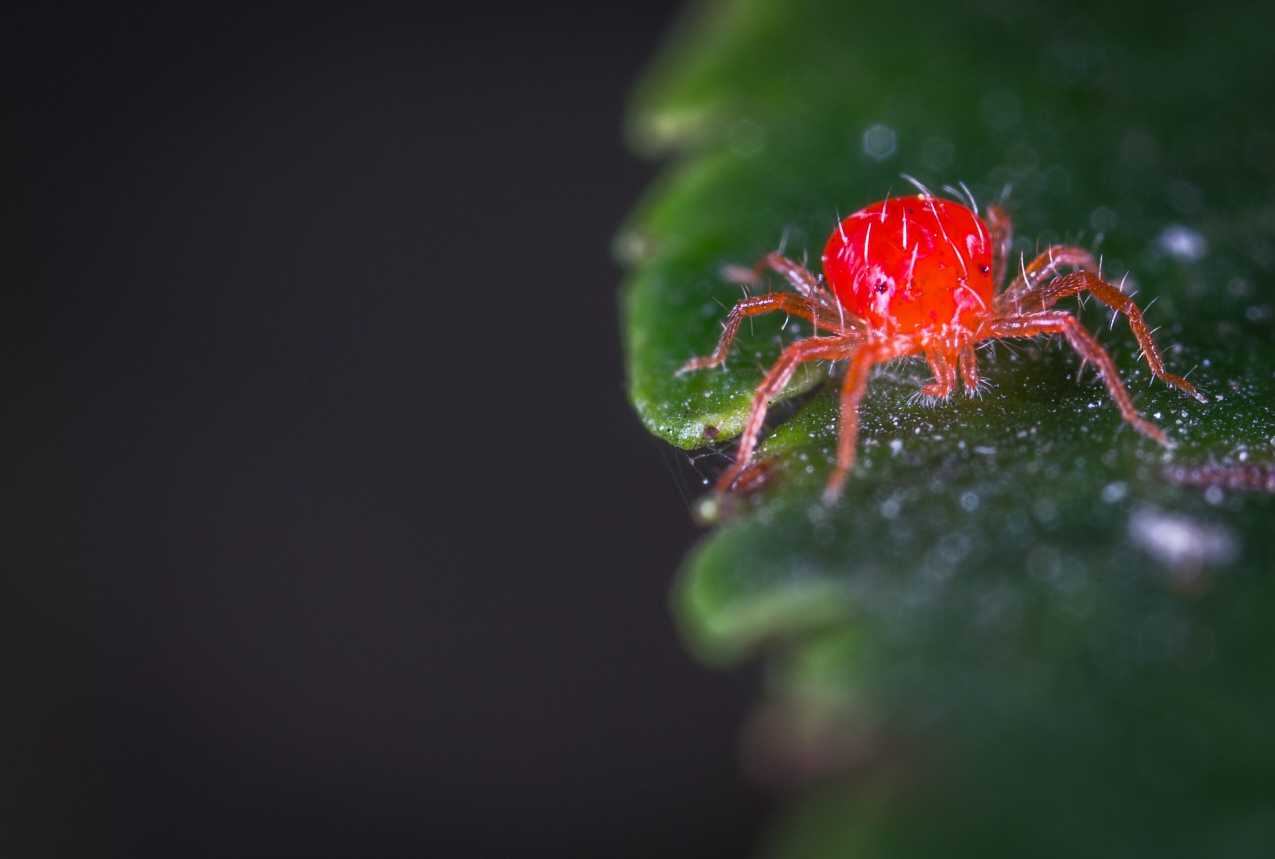 Varroa Mites