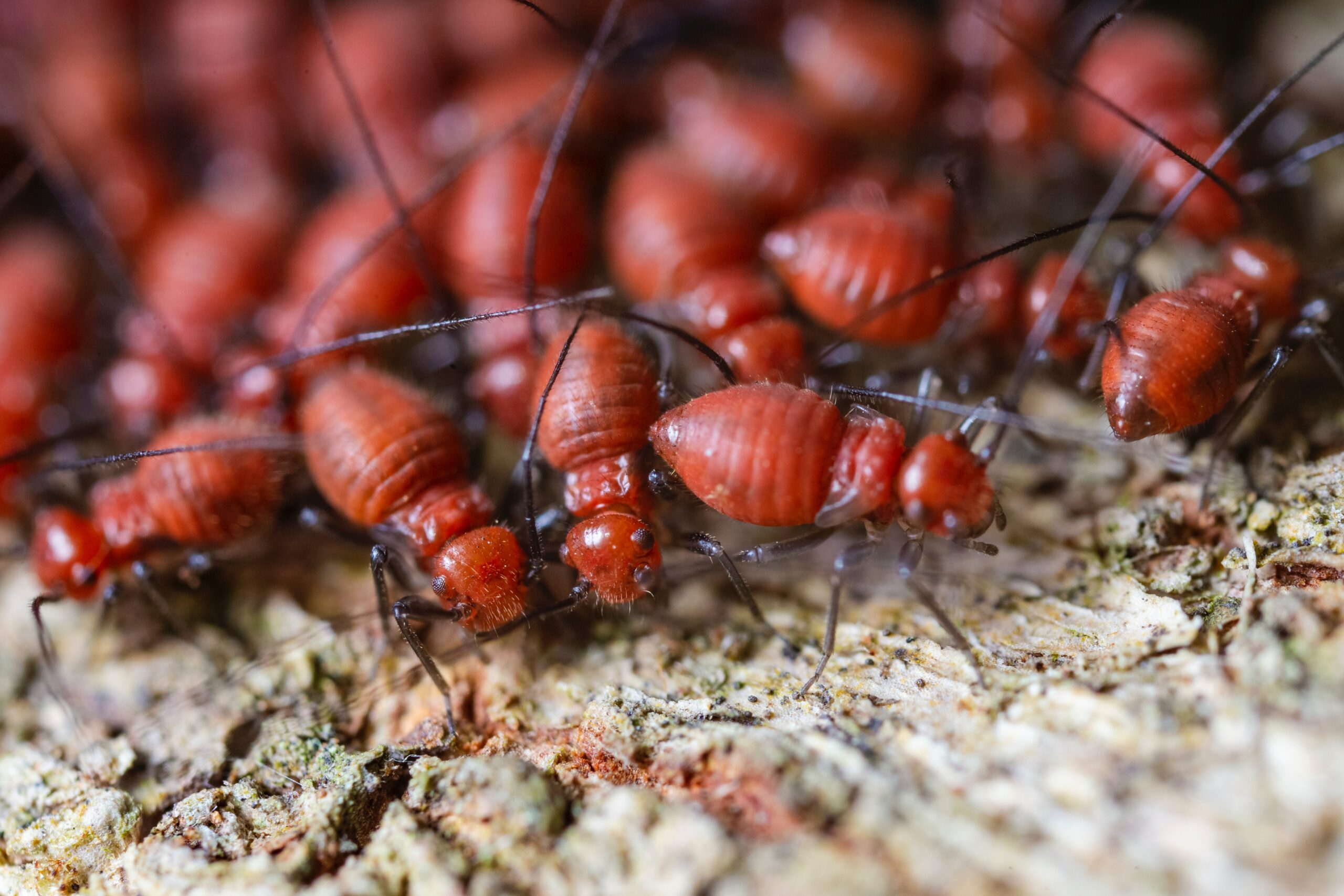 Termite Baiting