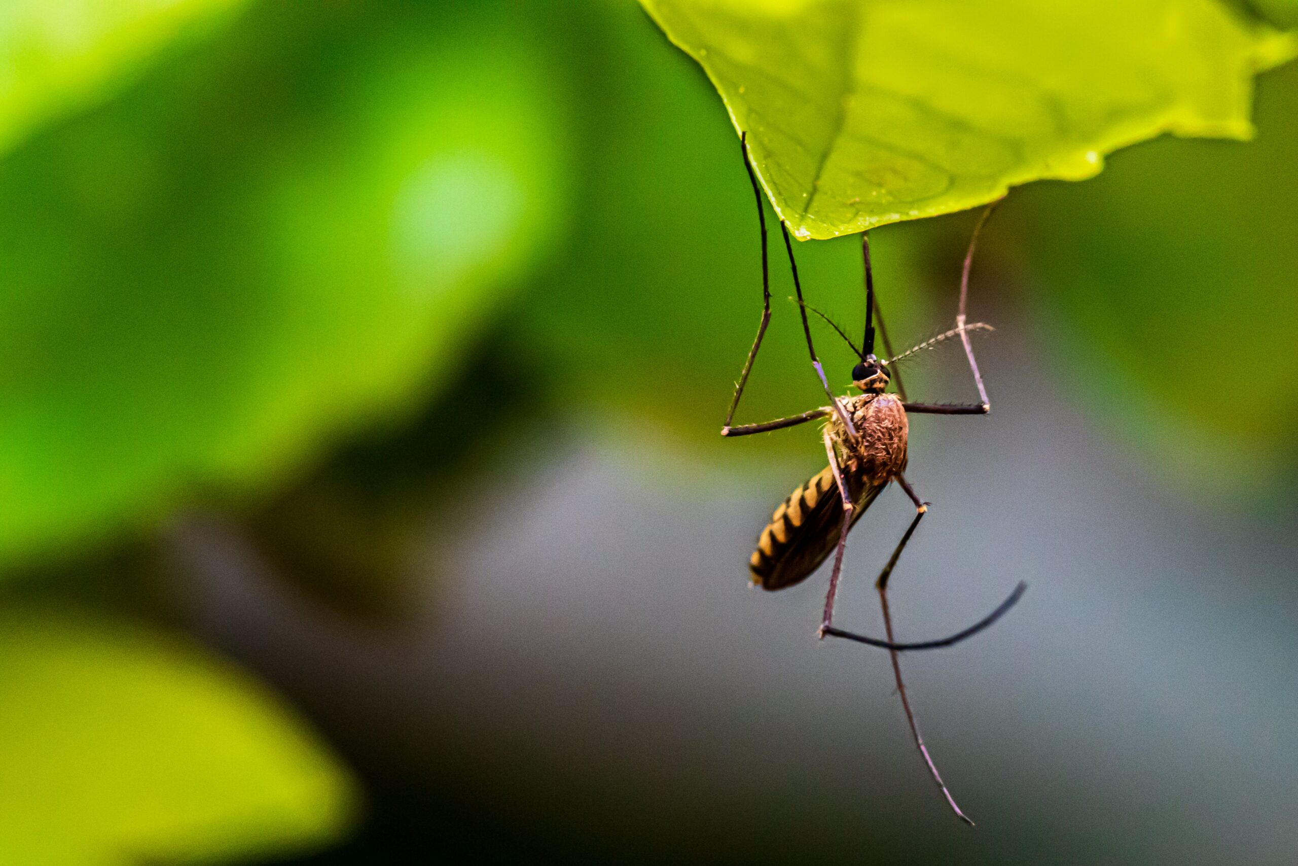 Mosquito Bites